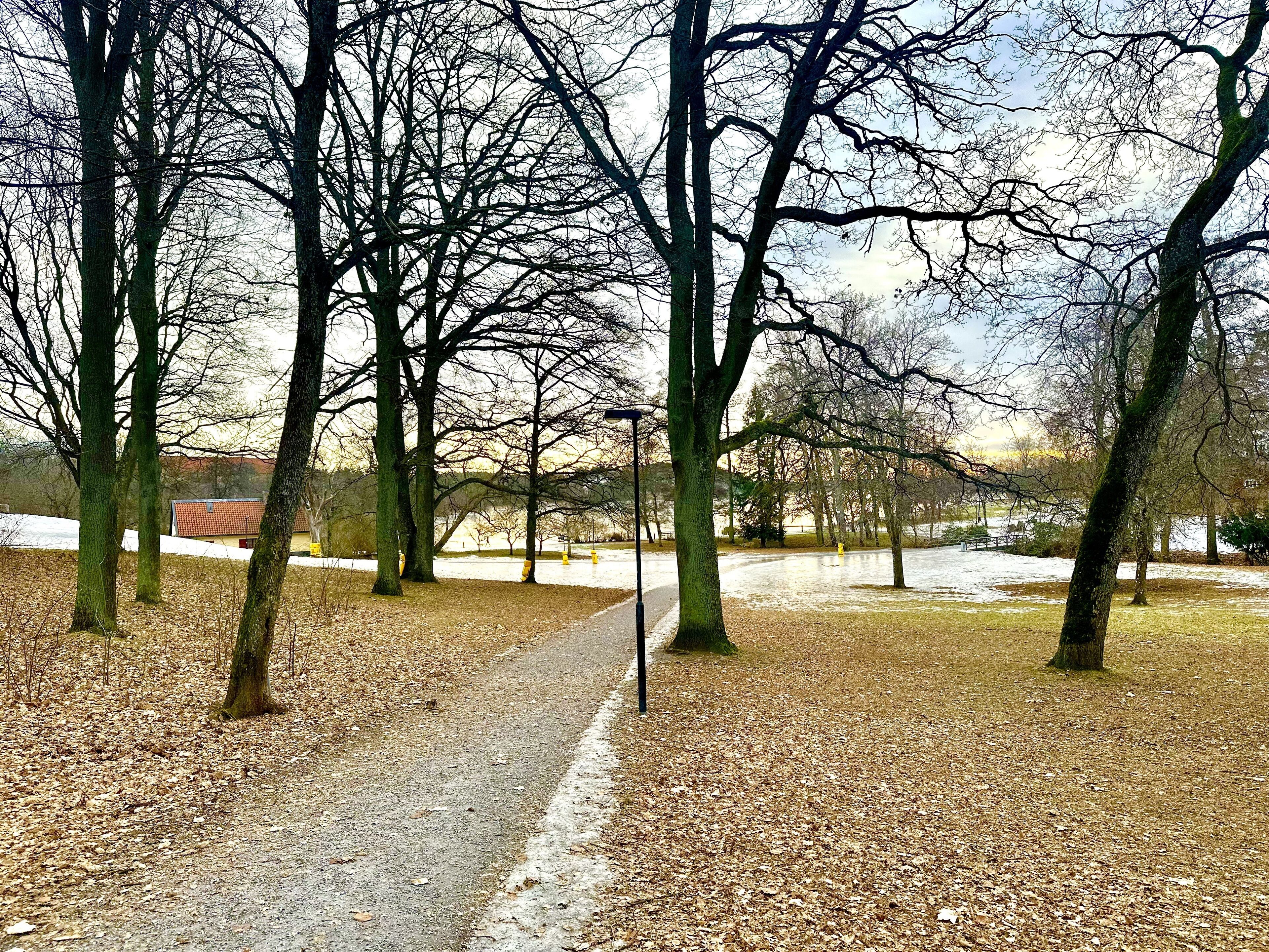 A pathway through a park with trees and a building in the background.