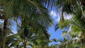 A pathway leading to a beach area with palm trees and a clear sky.