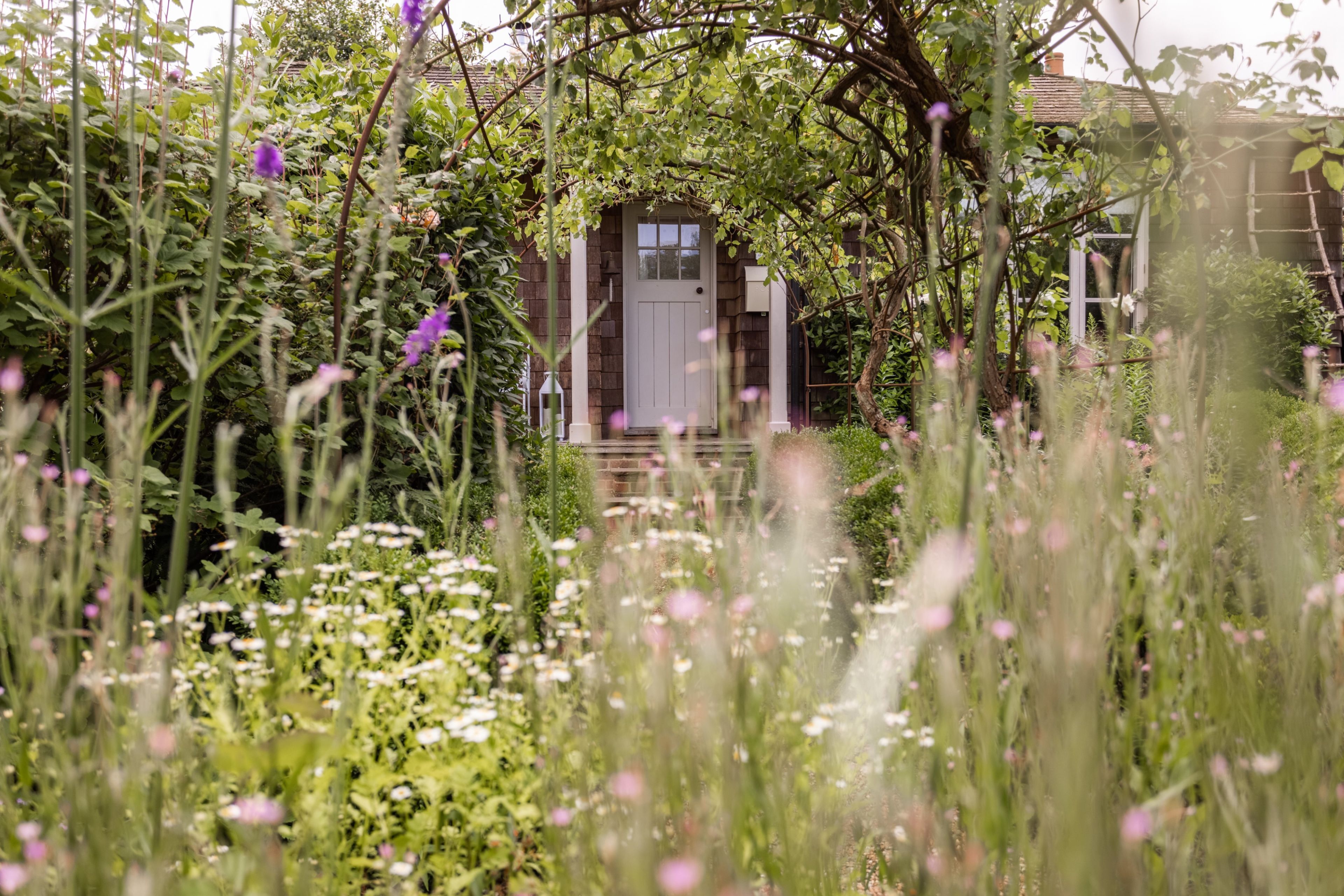 A garden leading to a house with a white door, surrounded by tall grass and various plants.