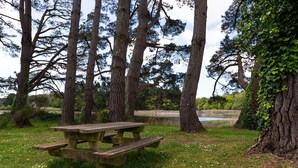 Una mesa de picnic en un área boscosa, con un lago al fondo.