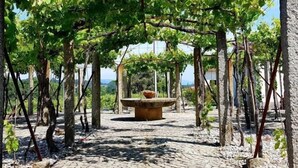 A vineyard pathway with a central stone planter and a pergola structure.