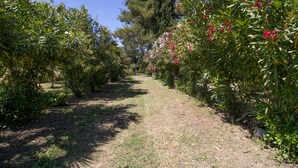A pathway flanked by dense foliage and flowering plants. - Holiday Home 'Isula Paradise' with Mountain View, Private Terrace (LINGUIZZETTA)