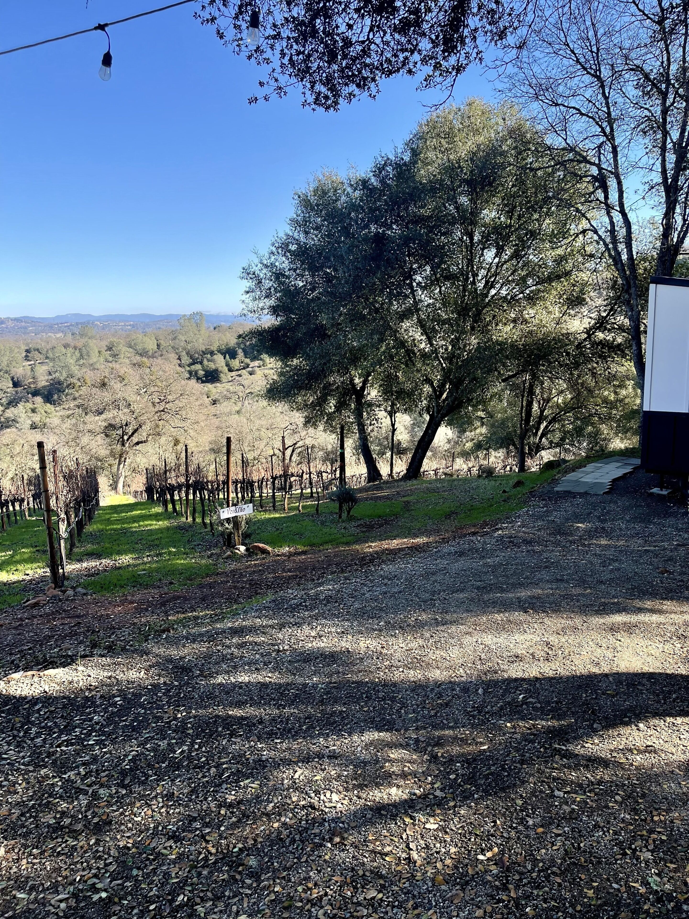 A vineyard with rows of grapevines, a gravel path, and a large tree in the foreground.