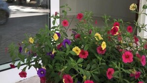 A potted flower arrangement with various colors of flowers on a balcony.
