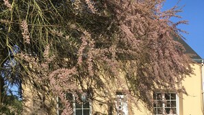Un bâtiment jaune avec une porte blanche, entouré d’une végétation luxuriante et de plantes en fleurs.