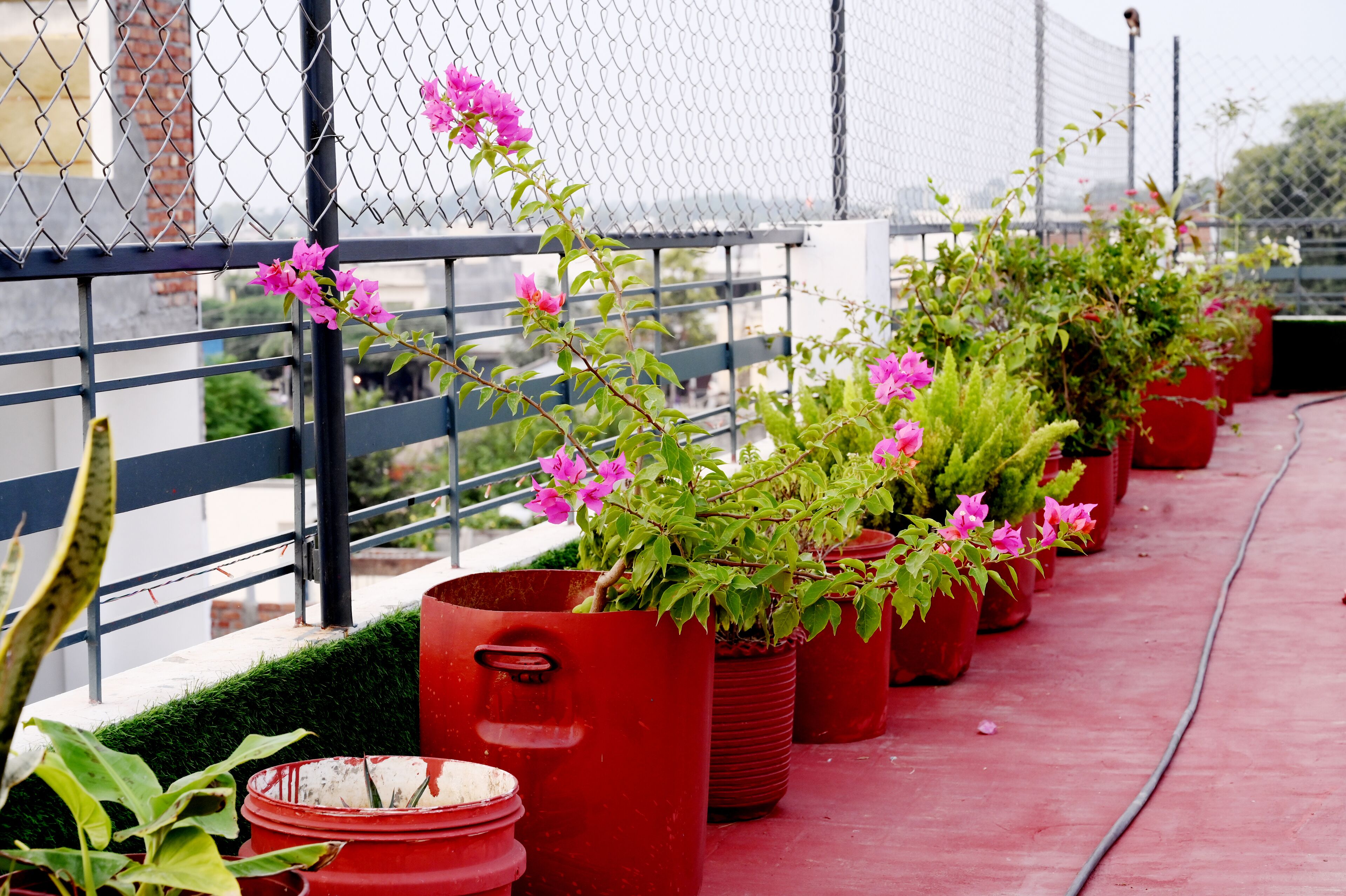 A rooftop garden with potted plants and flowers.