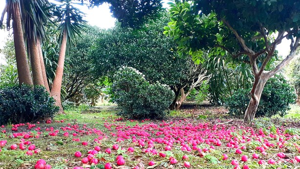 A garden with numerous red fruits scattered on the ground, surrounded by various trees and bushes.