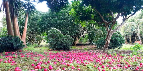 Quinta das Rãs - Amplo Espaço, Calmo, Adequado a Familias com Crianças