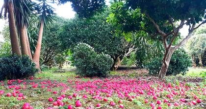 Quinta das Rãs - Amplo Espaço, Calmo, Adequado a Familias com Crianças