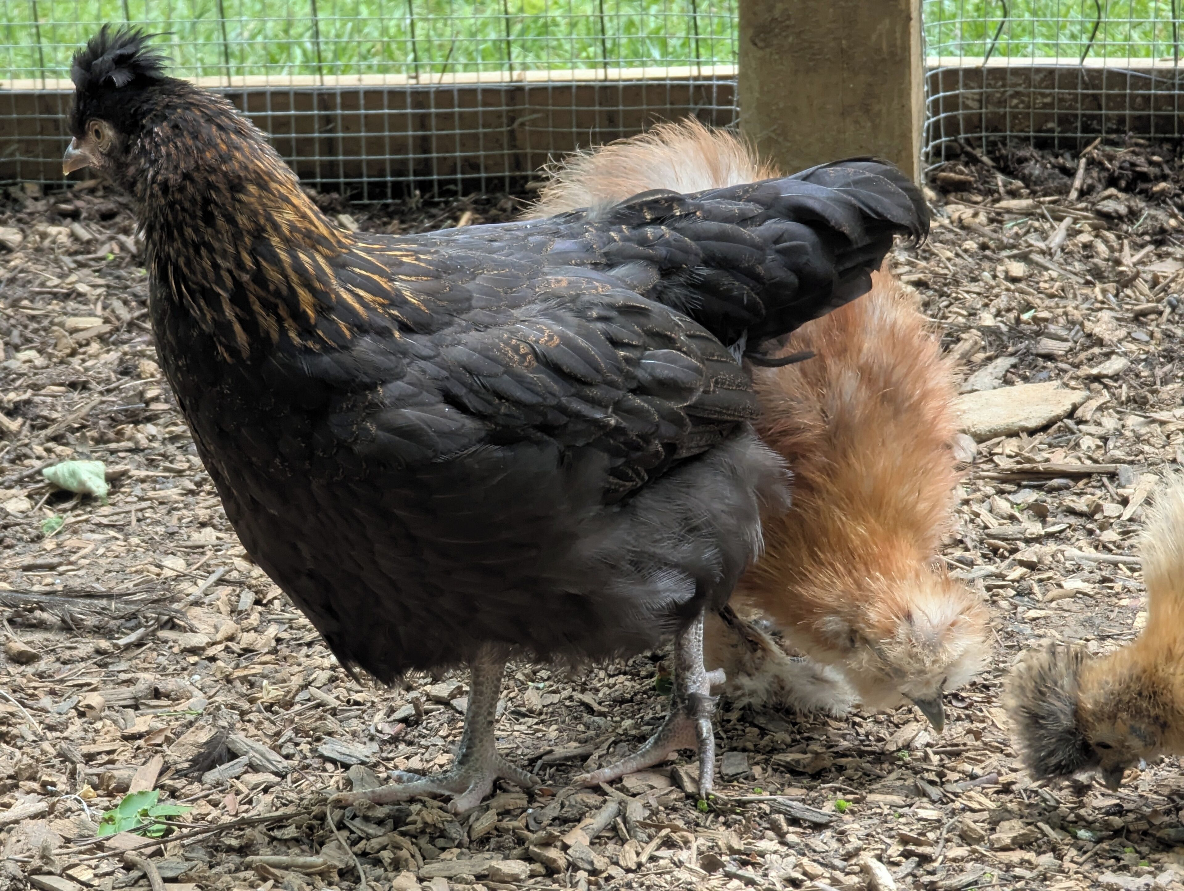 Un poulet aux plumes noires et brunes, debout sur un sol recouvert d’écorces de bois et de petits cailloux.