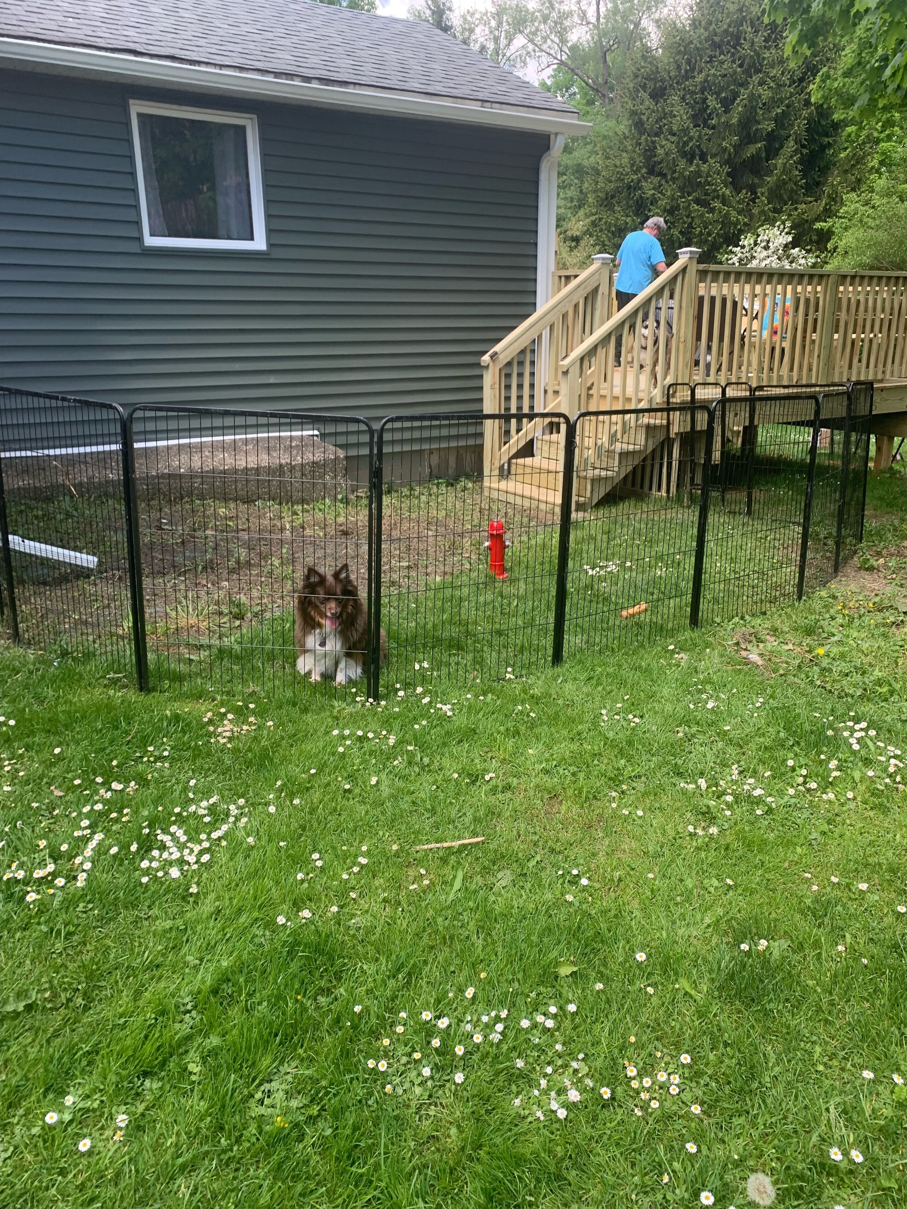 A fenced backyard with a wooden deck, a red fire hydrant, and a dog near the fence.