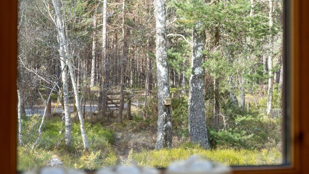 A window view of a forested area with birch trees and a wooden fence. - Osprey House by Interhome (Nethy Bridge)