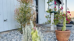 Un cactus dans un pot en terre cuite, posé sur un sol de gravier devant un bâtiment blanc doté d’une porte et de fenêtres.