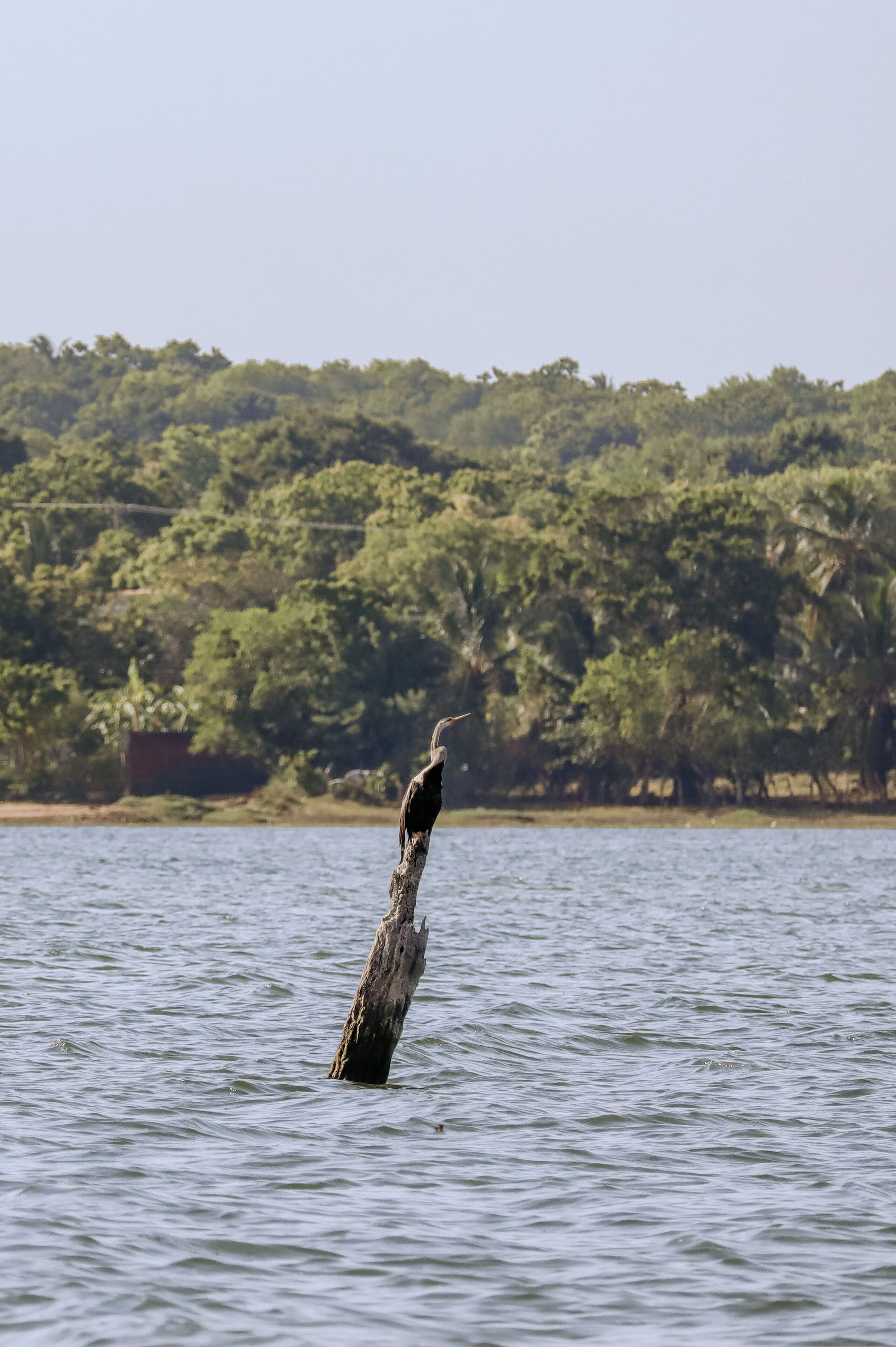 A wooden post in water with a forested hill in the background.