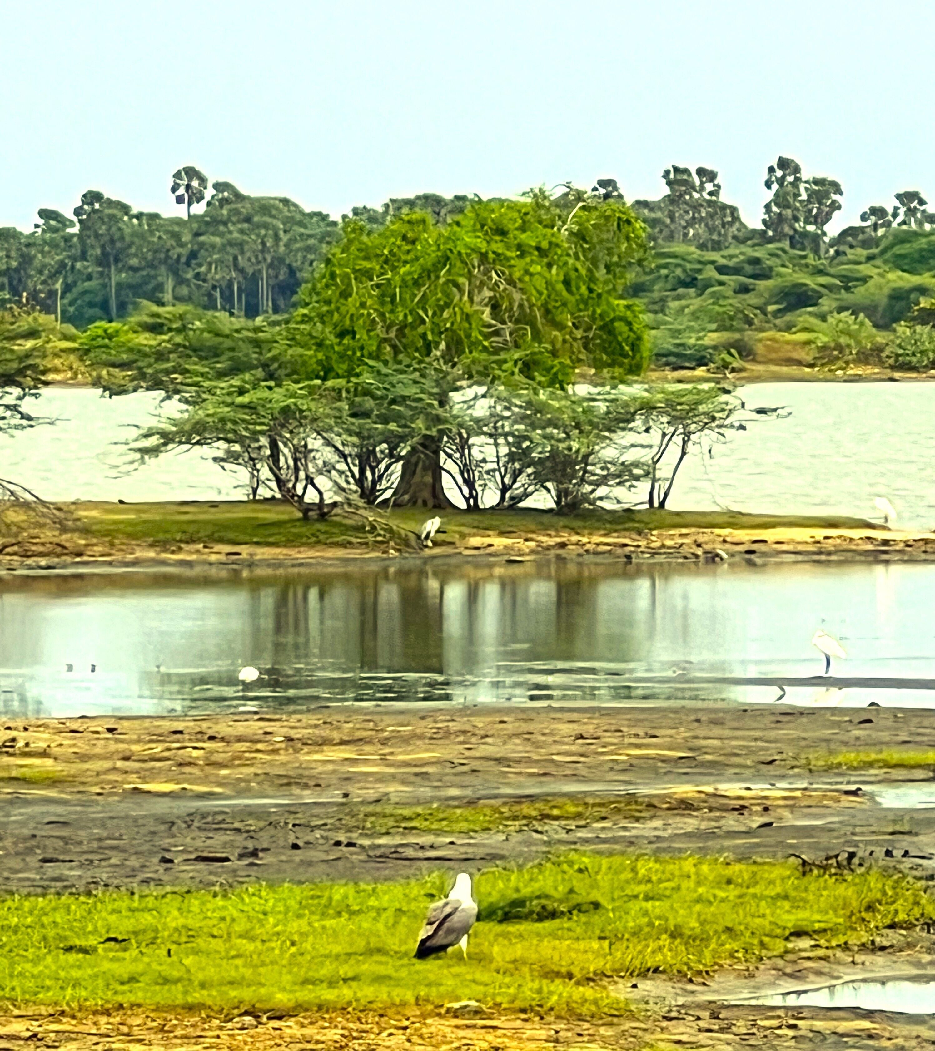 Un oiseau se trouve sur une zone herbeuse près d’une étendue d’eau, avec des arbres en arrière-plan.
