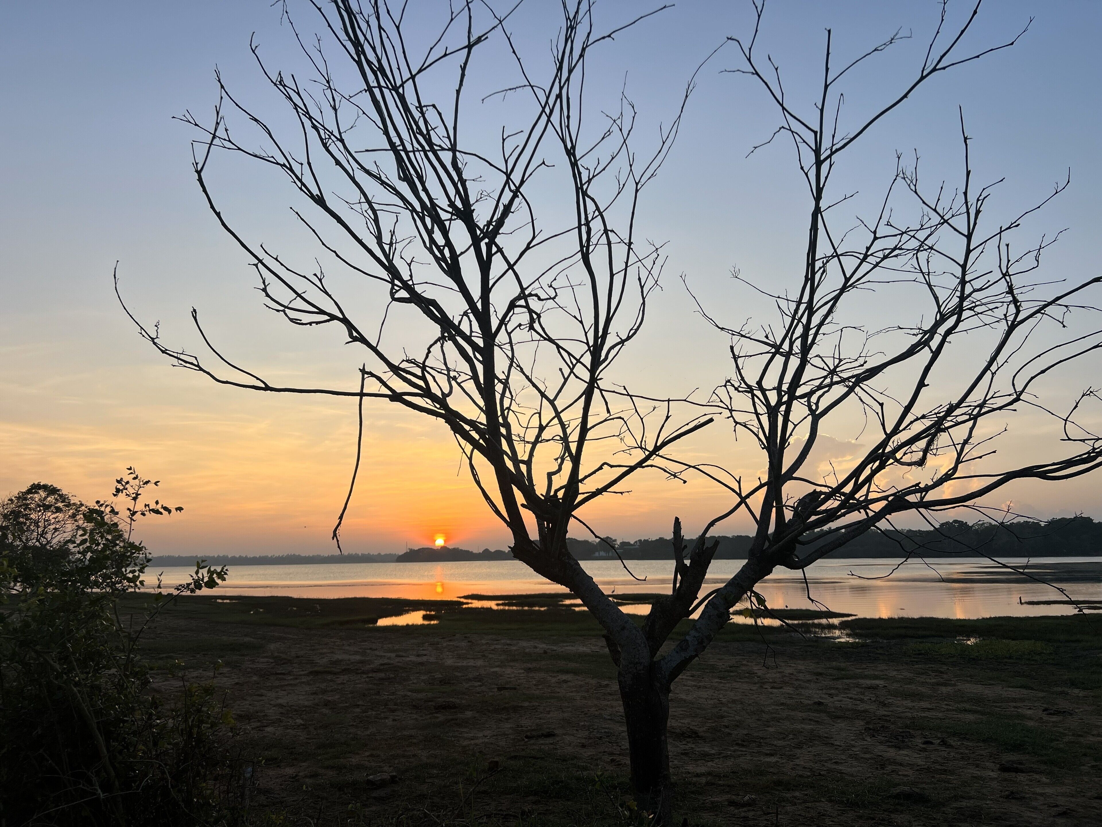 Ein Baum mit kahlen Ästen in einem Feld, im Hintergrund ein Sonnenuntergang.