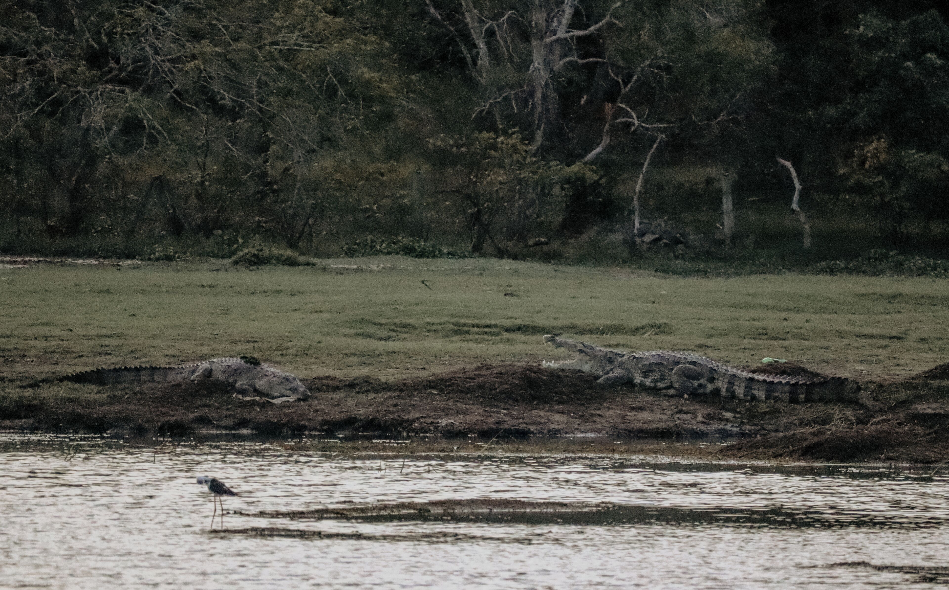 Een natuurlandschap met een waterlichaam, bomen en een krokodil op de voorgrond.