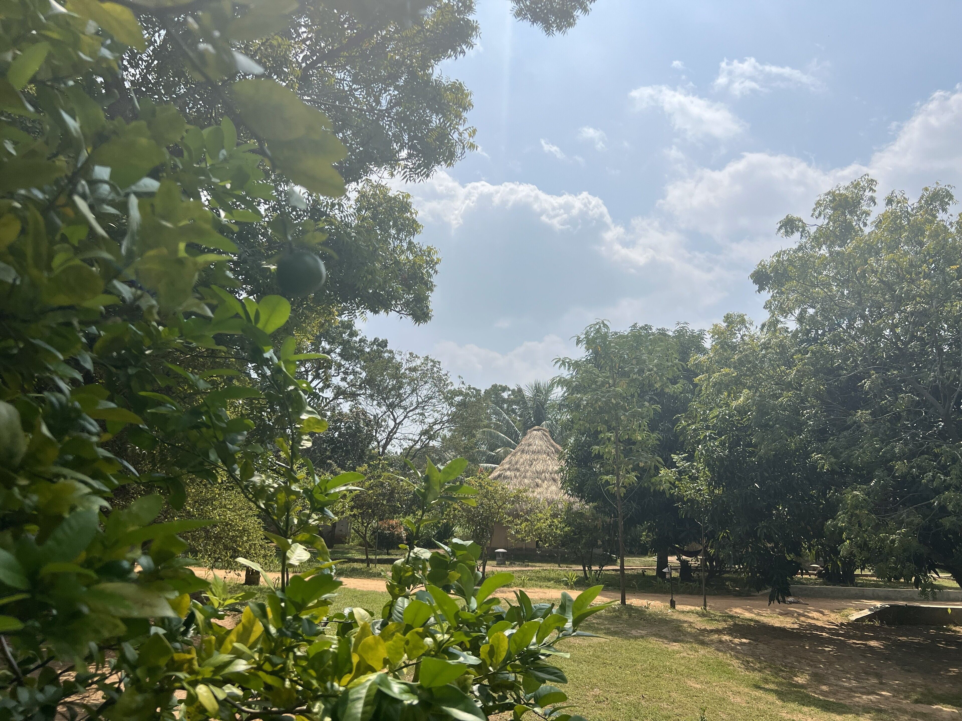 A lush garden with a thatched-roof structure, surrounded by dense foliage and a clear sky.