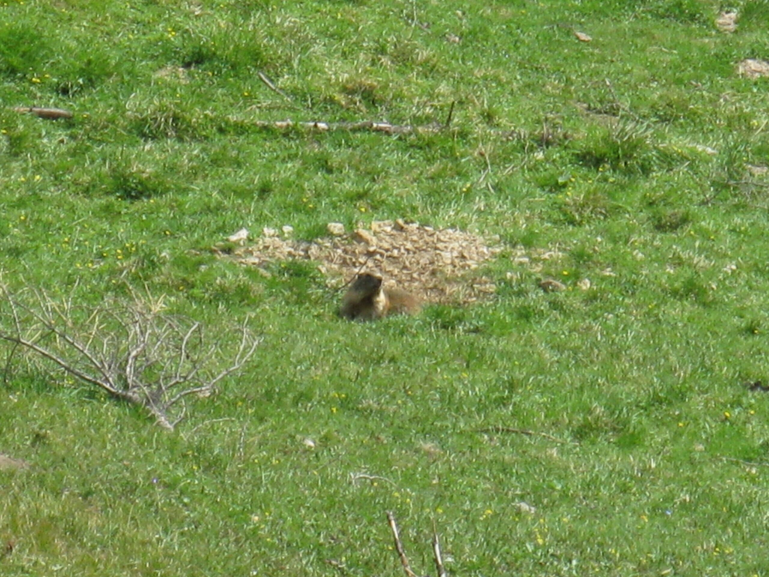 Ein grünes Feld mit einem kleinen Steinhaufen.