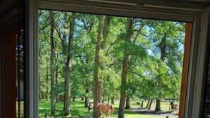 Uitzicht vanuit een raam op een bebost gebied, met een paard.