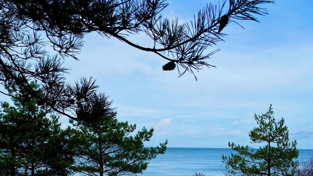 Een besneeuwd strand met pijnbomen en uitzicht op de oceaan.