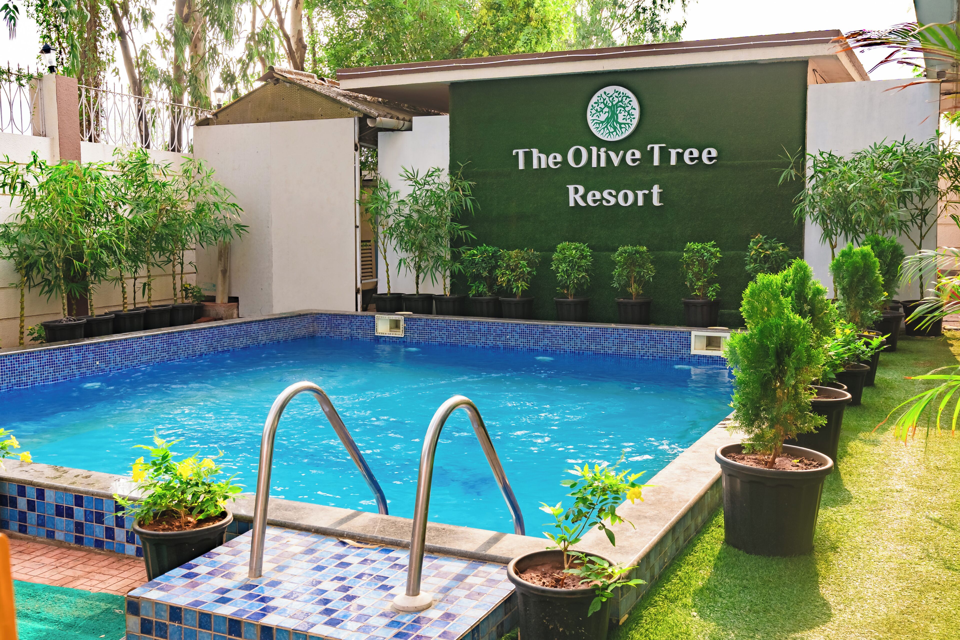 A swimming pool with a tiled edge, surrounded by potted plants and a sign that reads "The Olive Tree Resort".