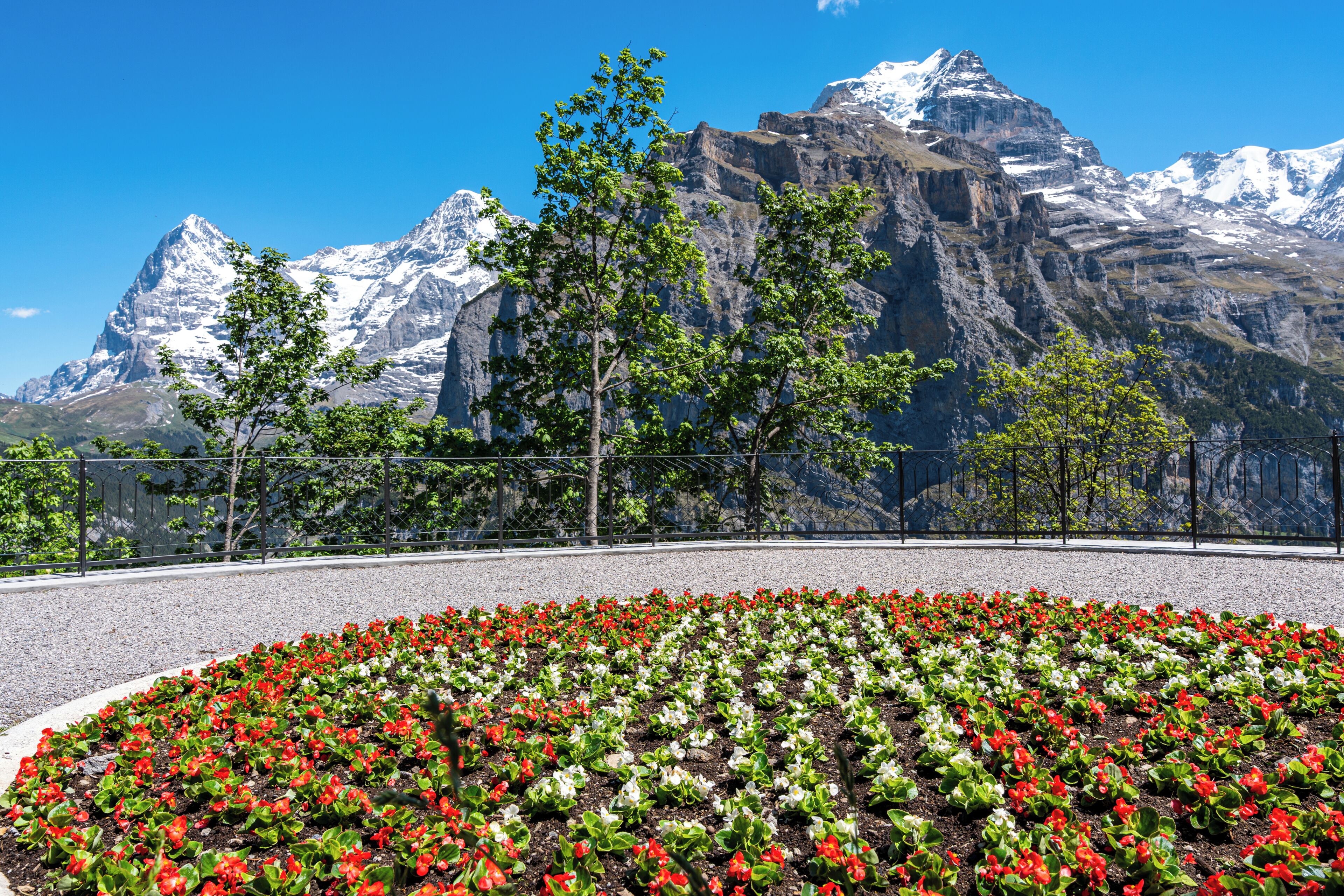 A flower bed with red and white flowers in front of a mountain range.