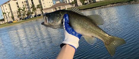 A person holding a fish near a body of water with buildings in the background.