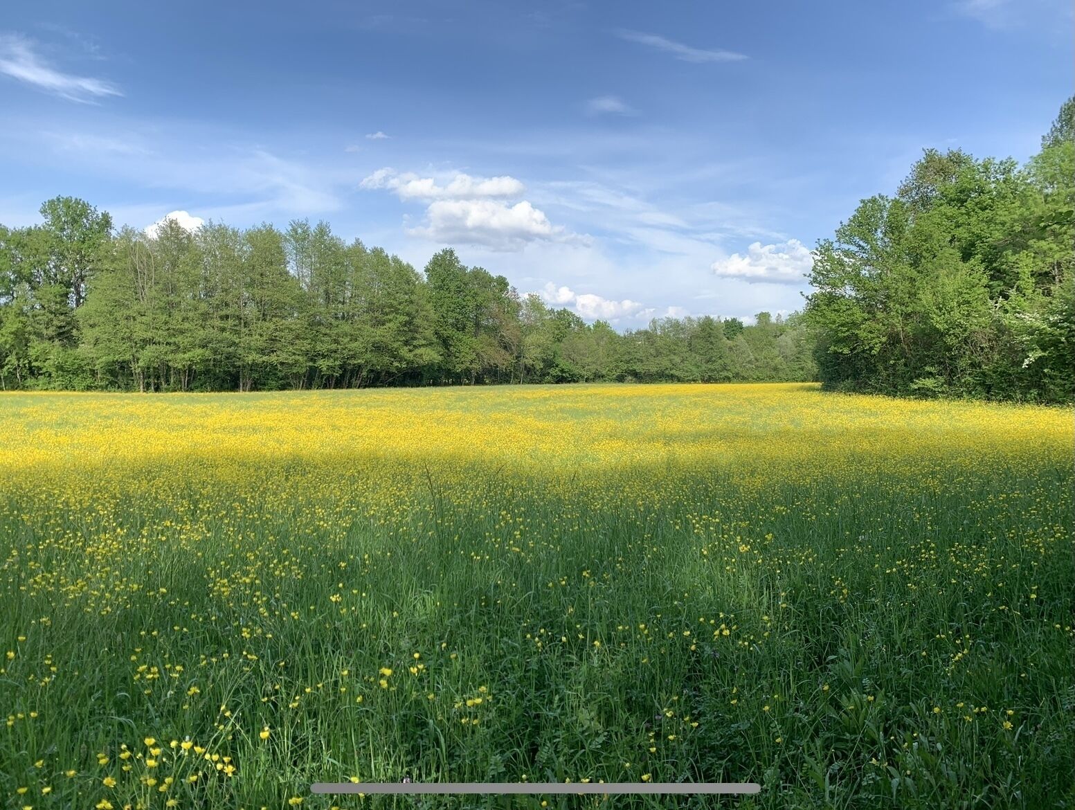 A field of yellow flowers with a line of trees in the background.