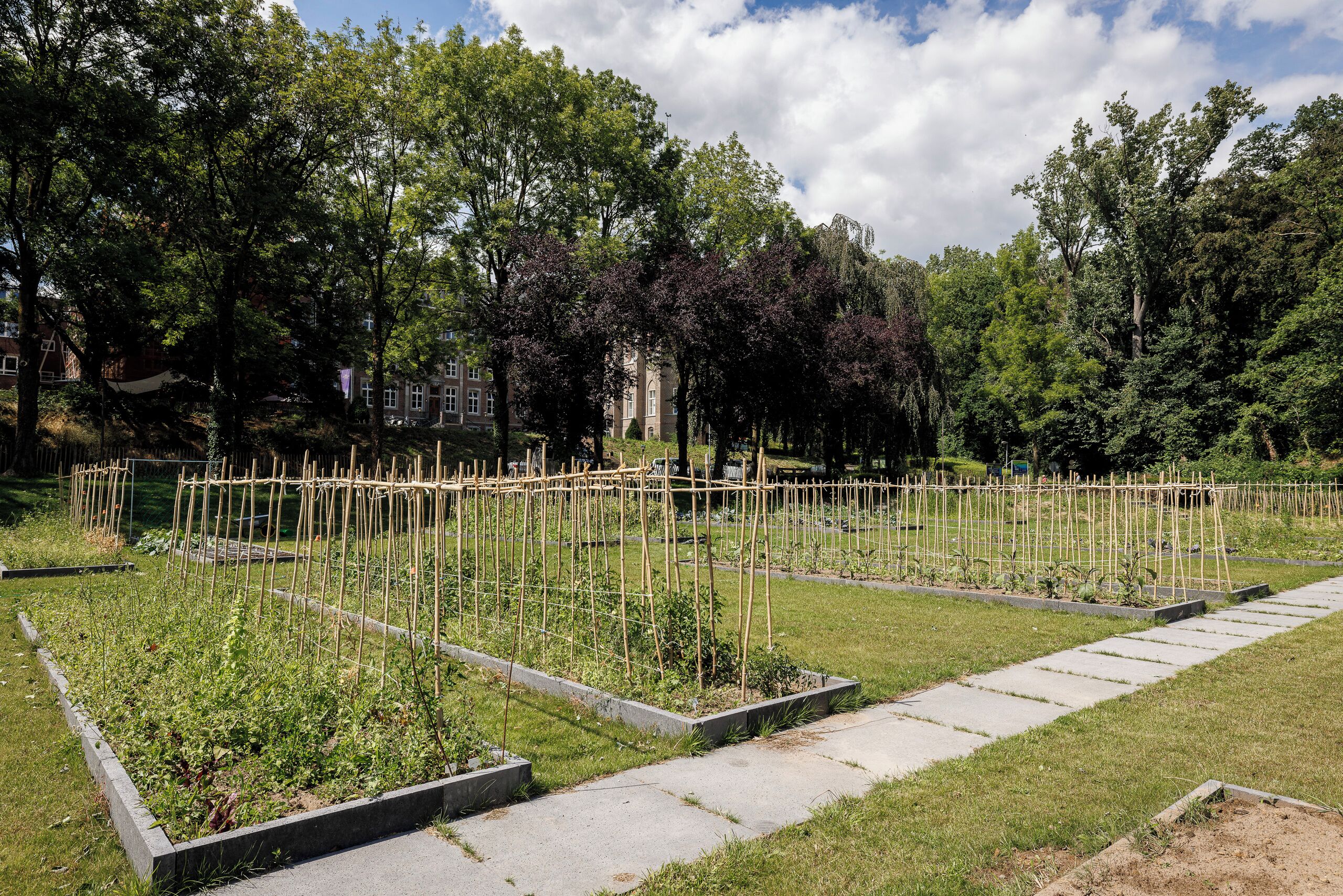 Een tuin met verhoogde borders en een houten omheining.