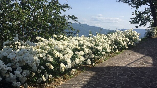 A stone pathway lined with white flowers and trees, leading towards a mountainous landscape.