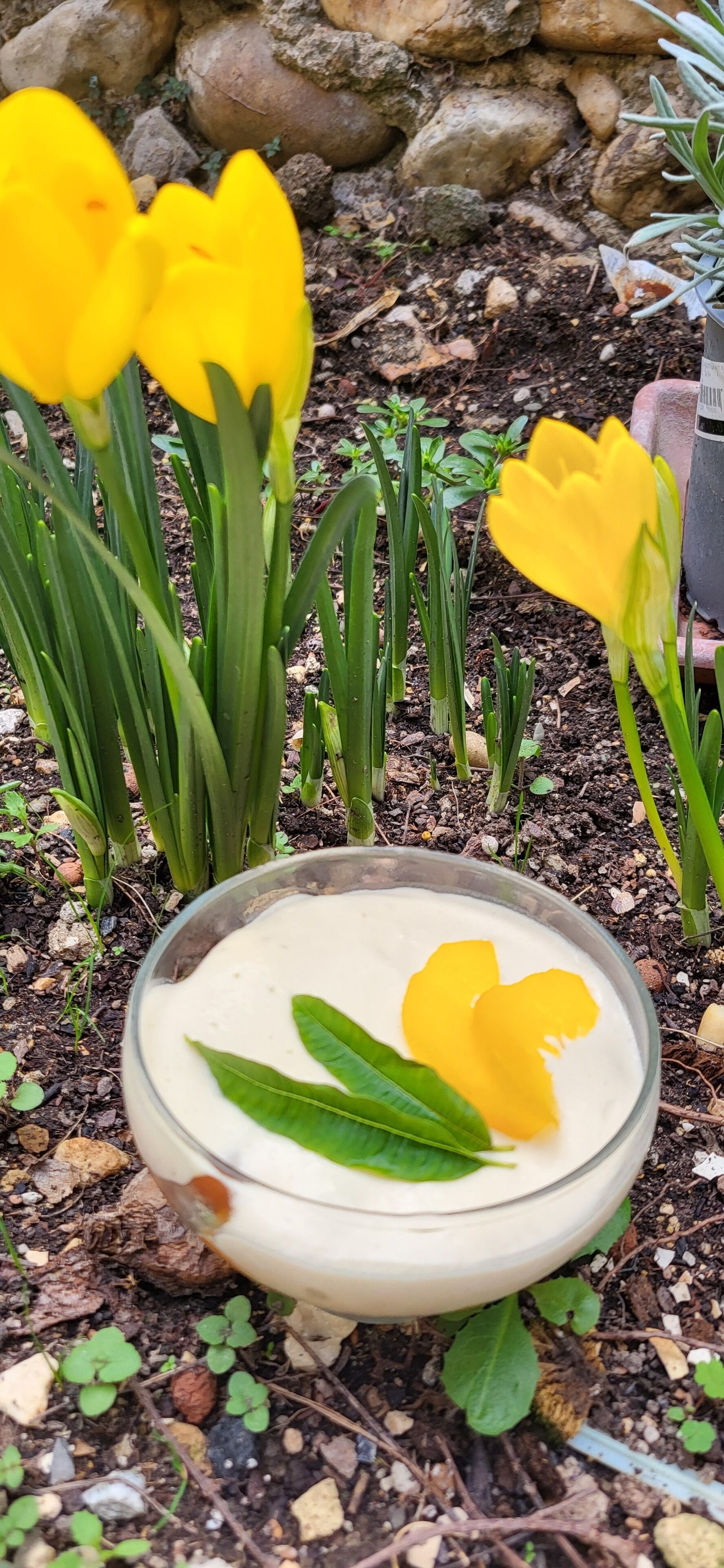 En glasskål med ett krämigt innehåll och en gul blomma ovanpå, omgiven av gröna växter och stenar.