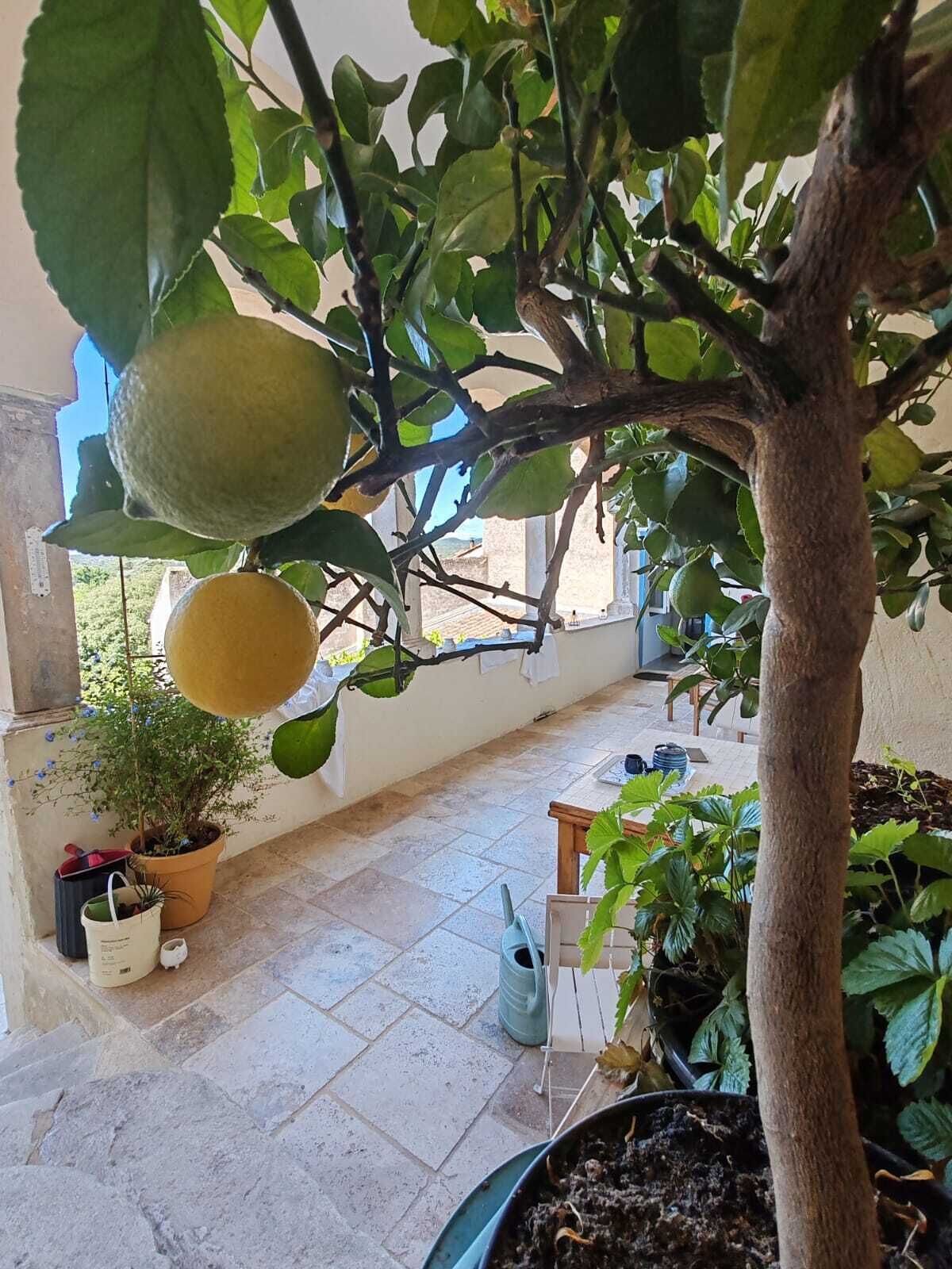 A potted lemon tree with fruit, a small table, and various other potted plants in an outdoor setting.