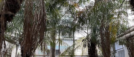 A garden with palm trees, a stone fountain, and potted plants.