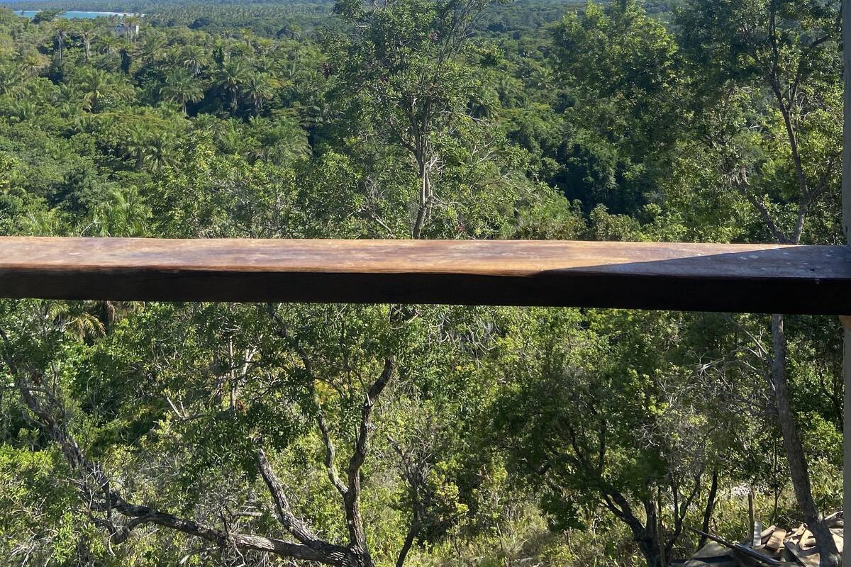 A view from a window overlooking a dense forest with a clear blue sky.