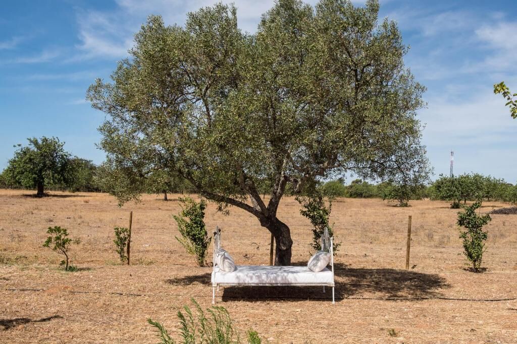A bed under a large tree in a dry field.