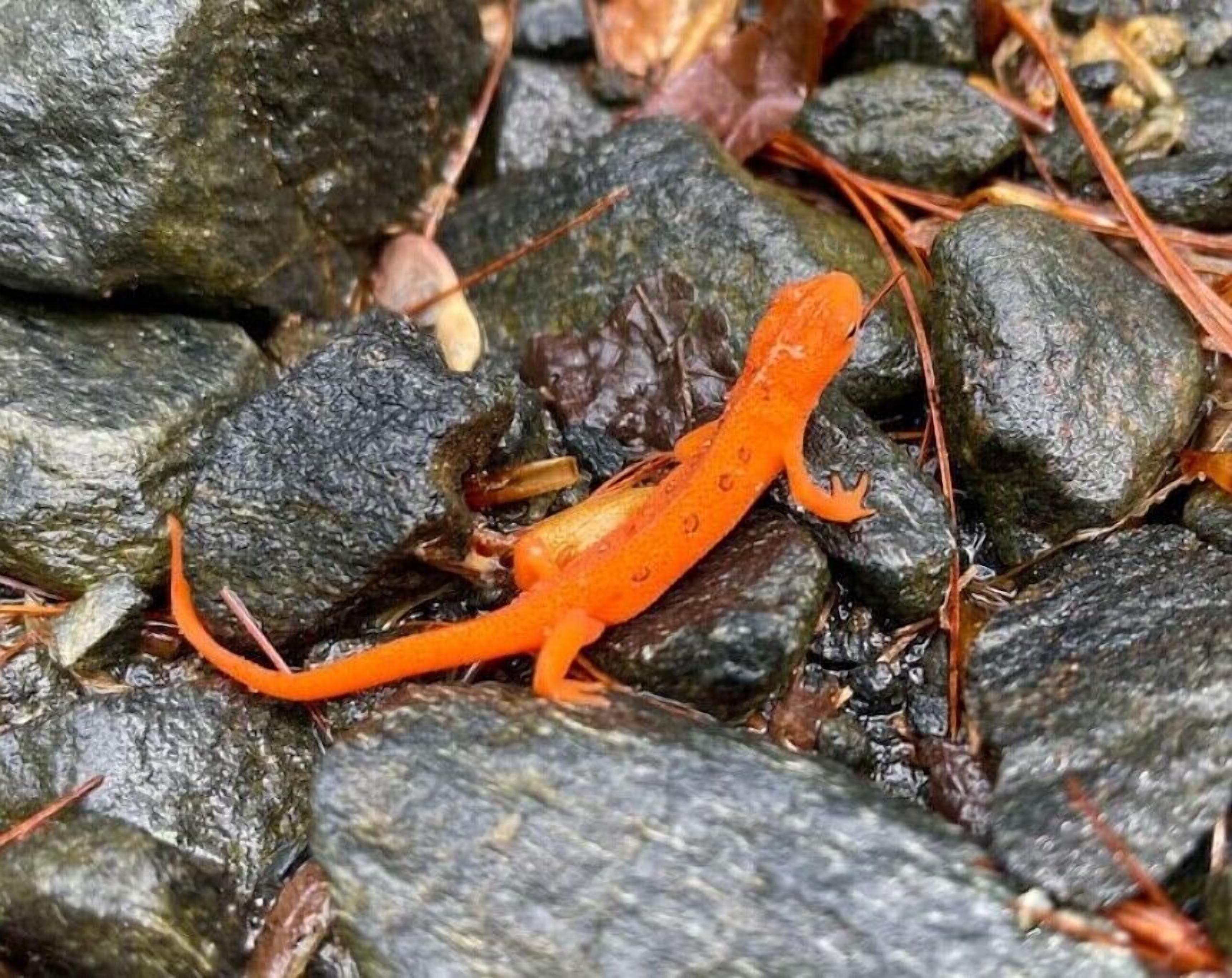 A bright orange salamander on rocks.