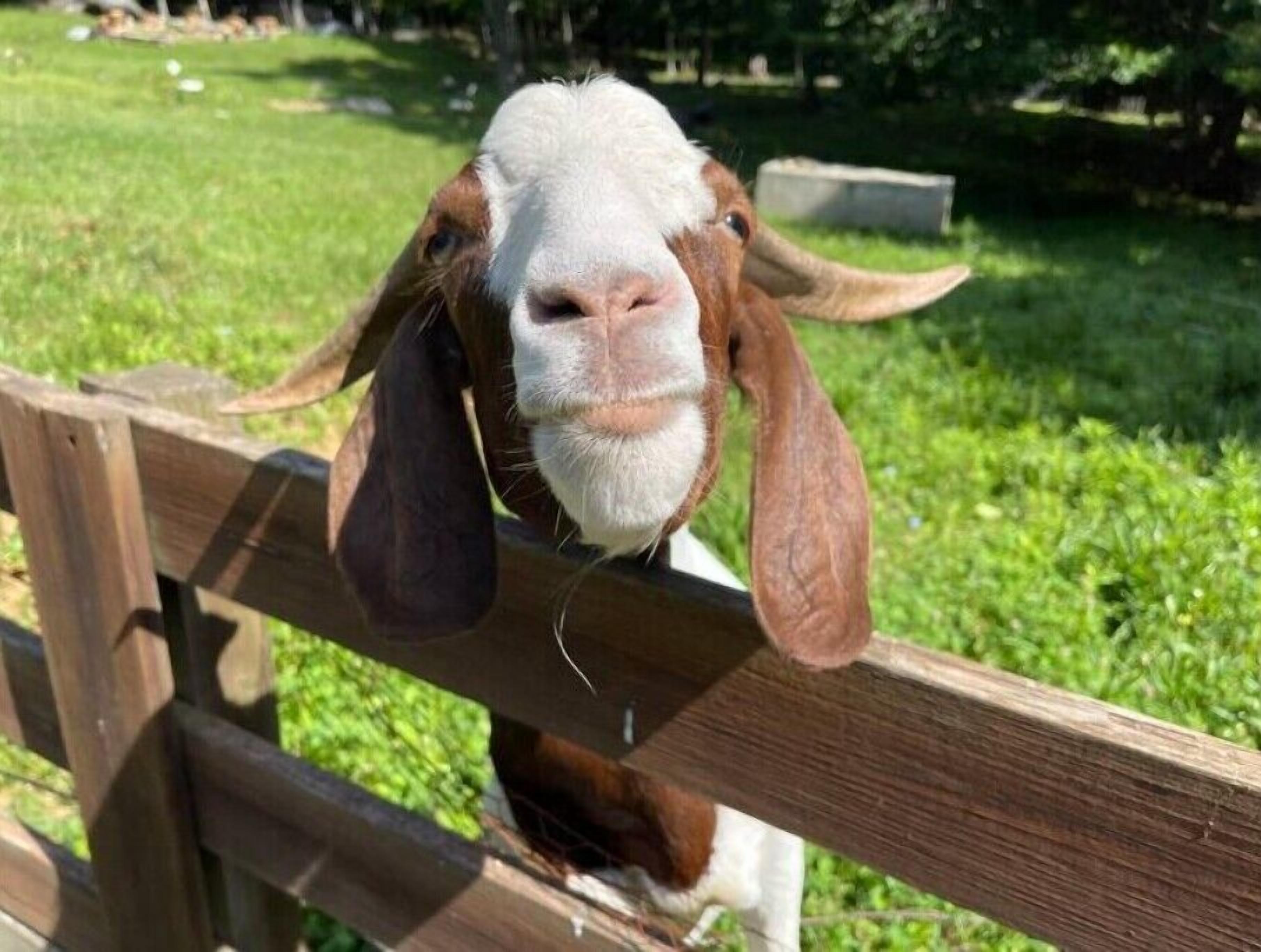 A goat with a white face and brown ears peeking over a wooden fence.