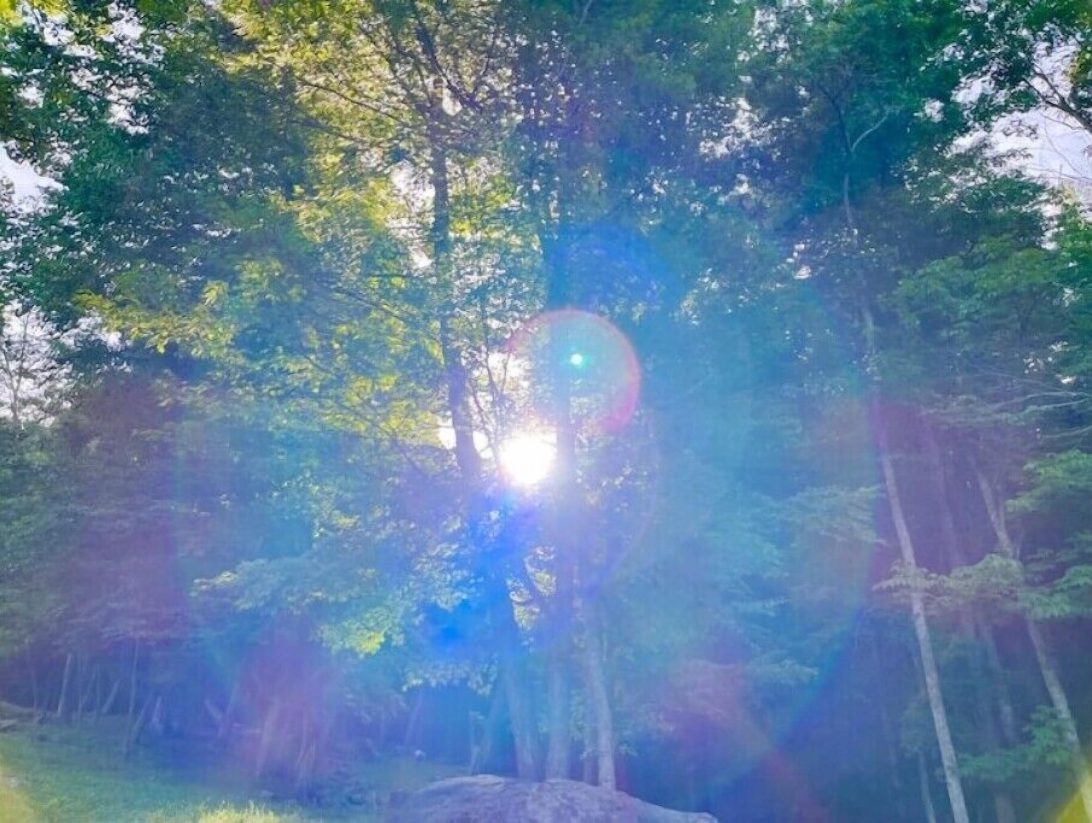 Un bosque con rayos de sol filtrándose entre los árboles.