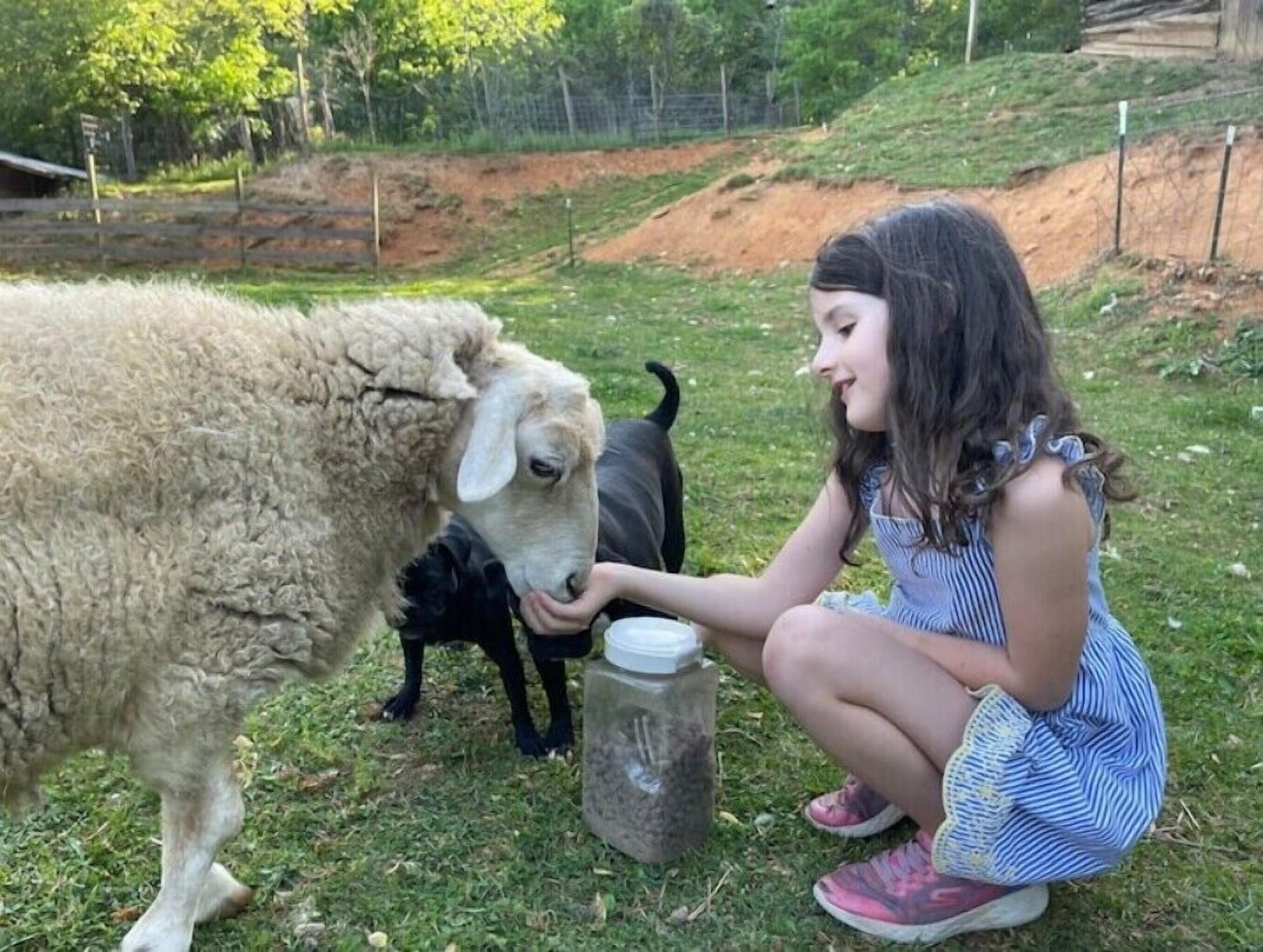 Una persona interactuando con una oveja y un perro en un espacio al aire libre cubierto de hierba.