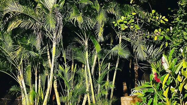 A pool surrounded by lush tropical vegetation, including palm trees and various green plants.