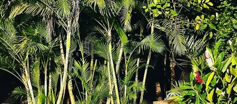 Jungle Paradise. Monkeys seen crossing the river each morning! 