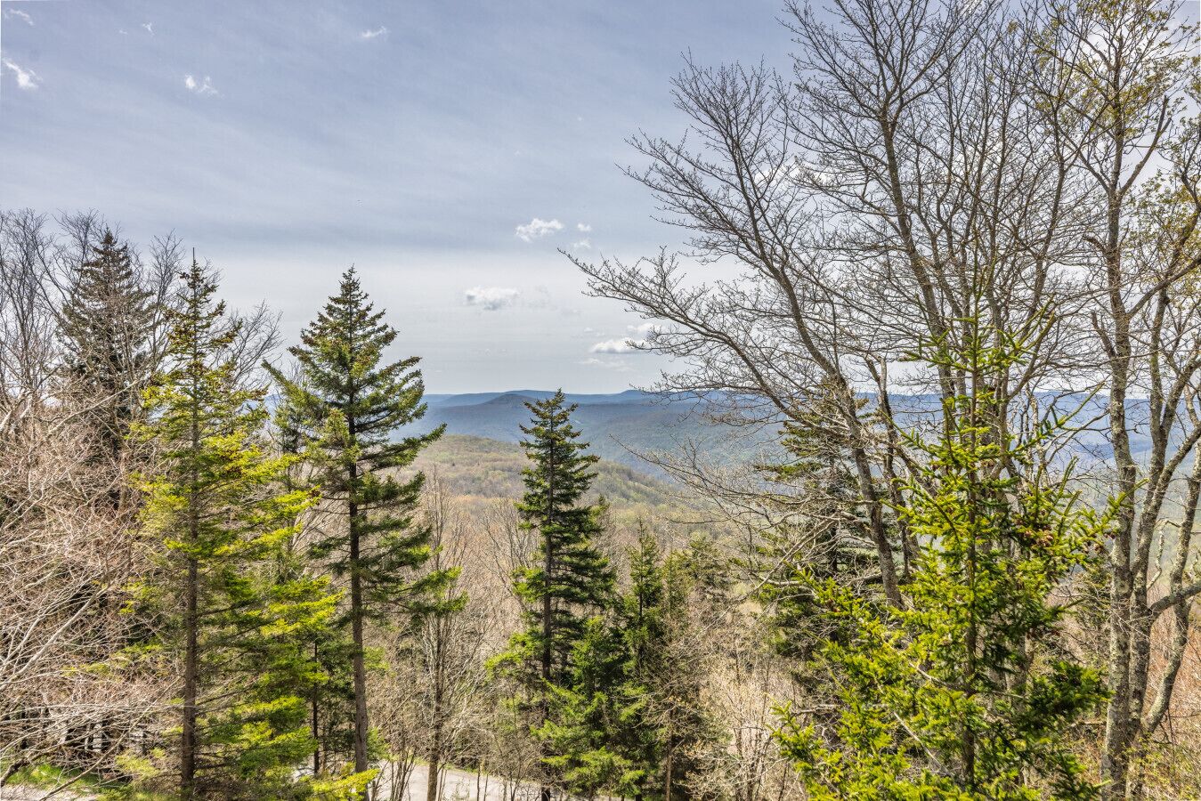 A forested landscape with a mountain range in the distance.