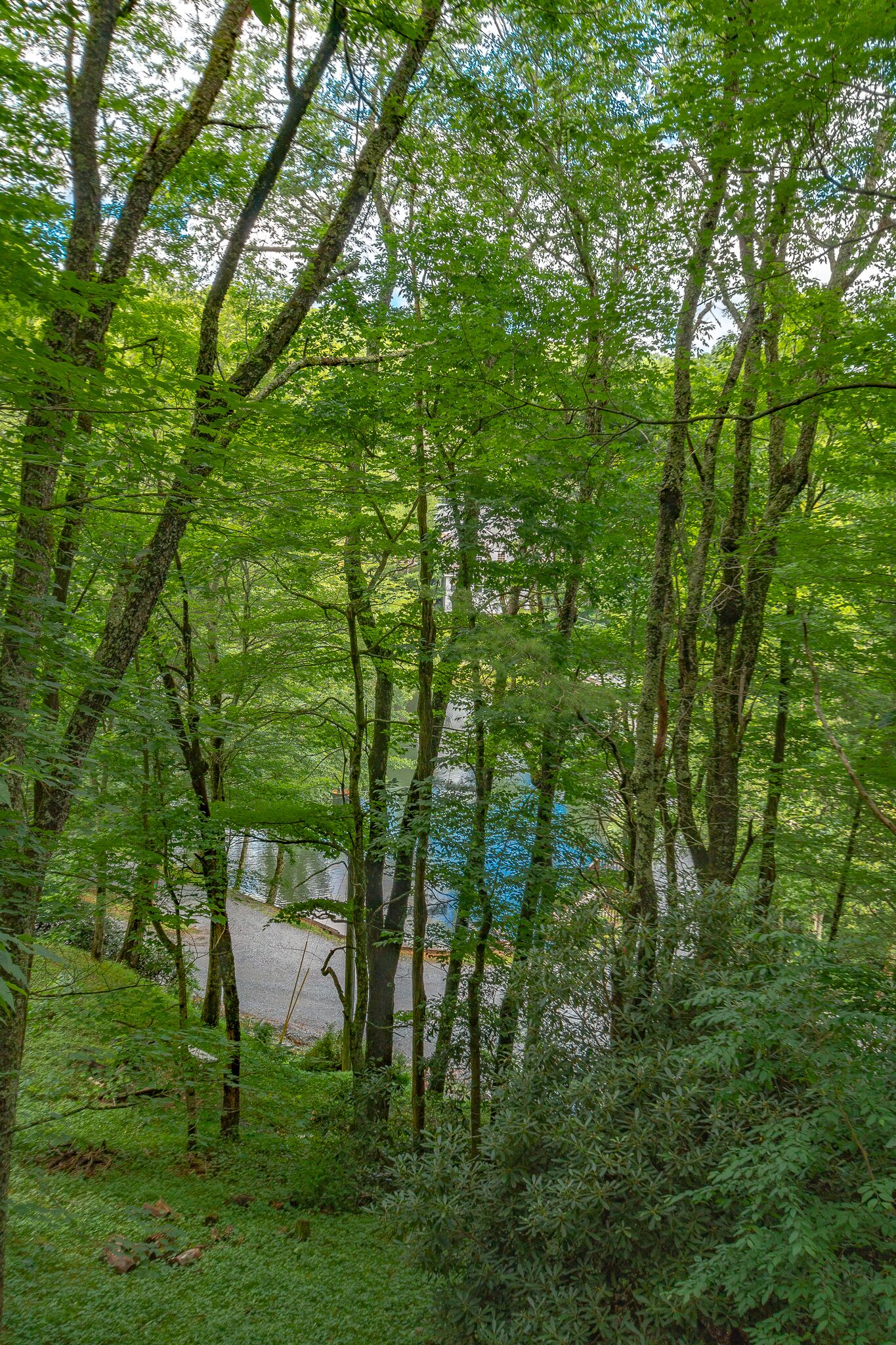 A dense forest with tall trees and a river in the background.