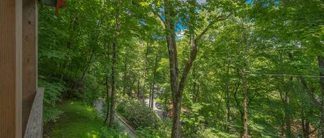 A forested area with a wooden structure, a pathway, and a road in the distance.