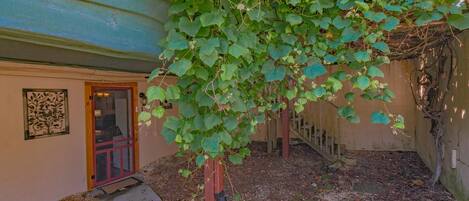 Een gebouw met een deur en een kleine tuin met een muur begroeid met klimop.