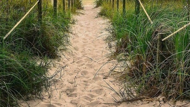 A sandy pathway flanked by tall grasses leading to a body of water.