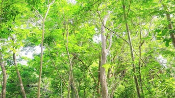 A forested area with trees and a group of people walking.