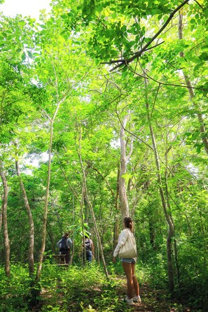 A forested area with trees and a group of people walking. - Cabaña Tabachín - Su conexión con la naturaleza (Santa María Huatulco)