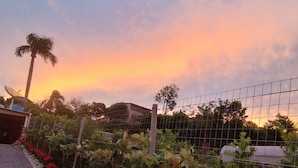 Un jardín con cerca de alambre, flores rojas y blancas, y una palmera.